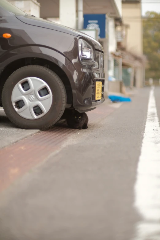 a cat sitting next to a parked car with rain drops falling on the pavement