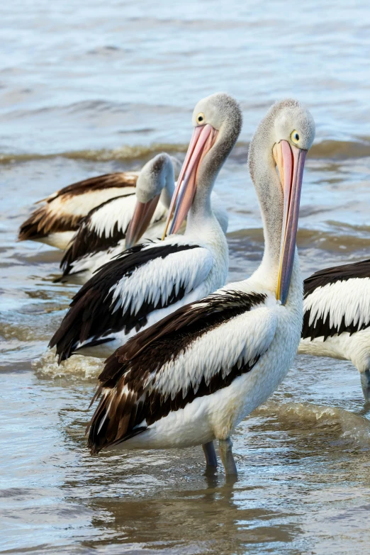 four pelicans stand in shallow water on the shore