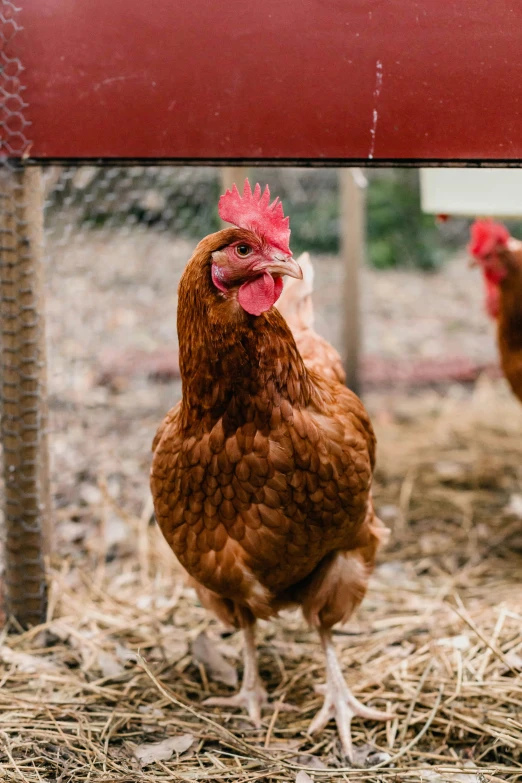 two chickens are on straw under a structure