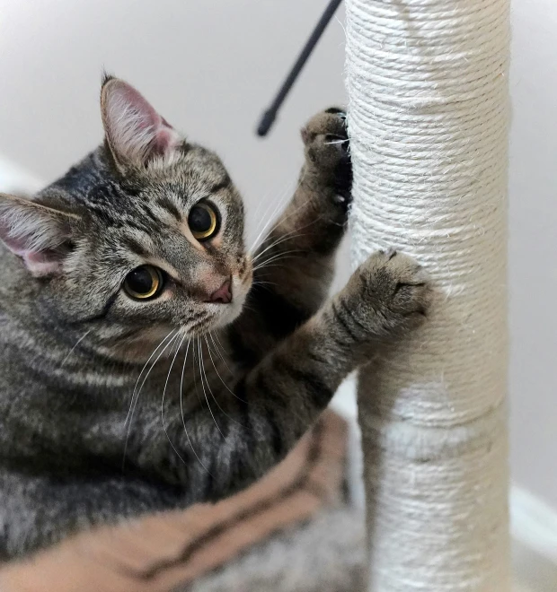 the cat has fallen off of the scratching post