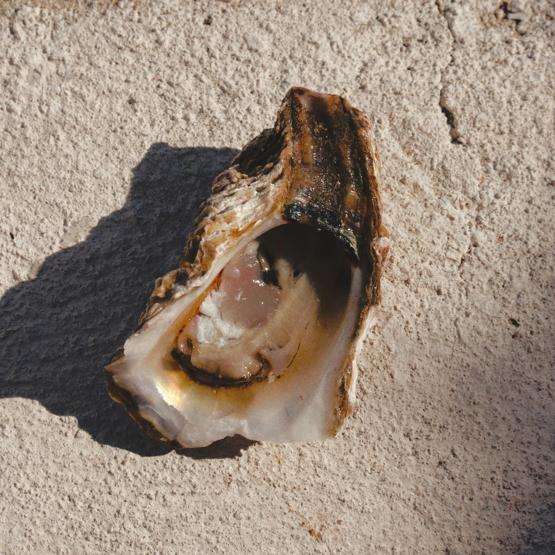 an oyster laying on the sand and water