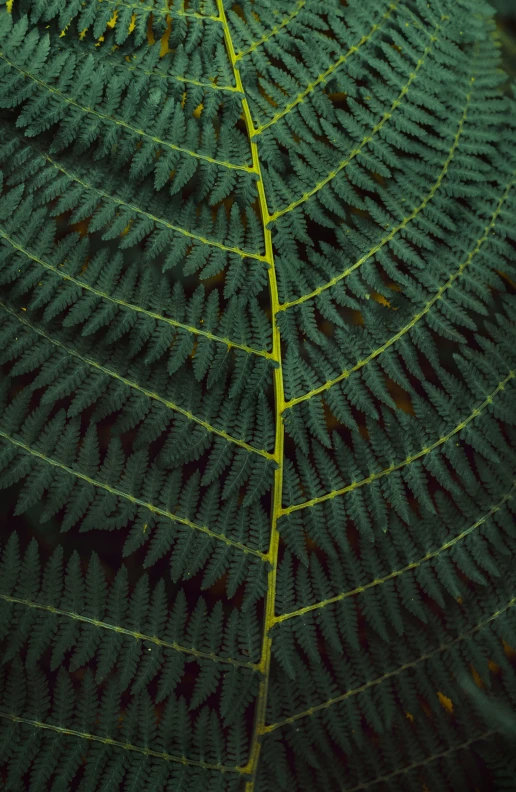 the close up view of some trees leaves