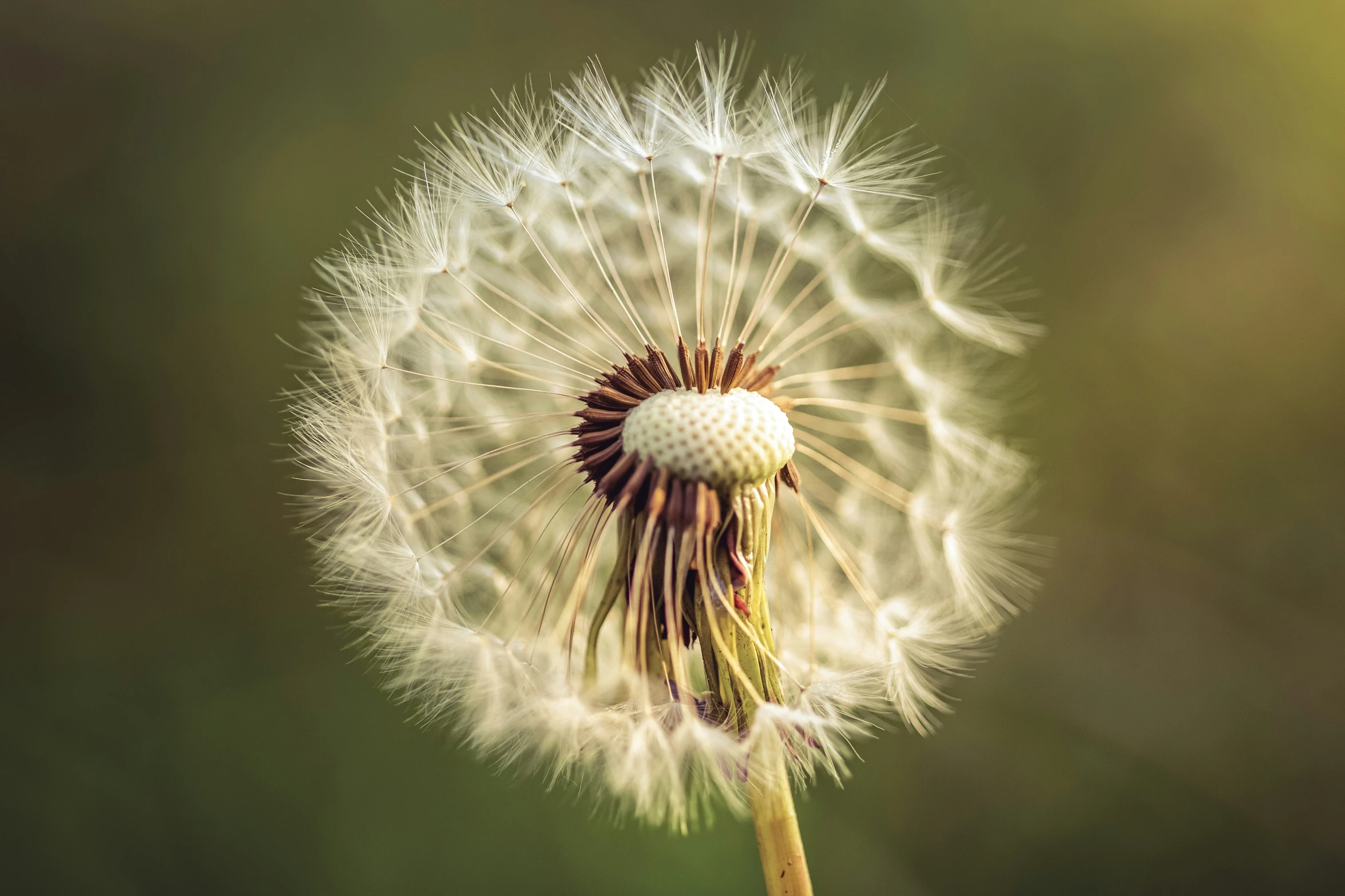 the dandelion is waiting for the petals to turn down