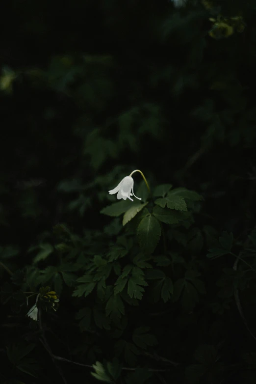 a flower is growing out of the bushes