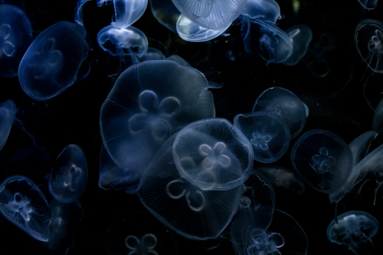 various types of jelly fish floating in the water
