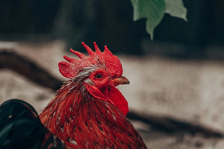 a close - up of a red rooster looking away