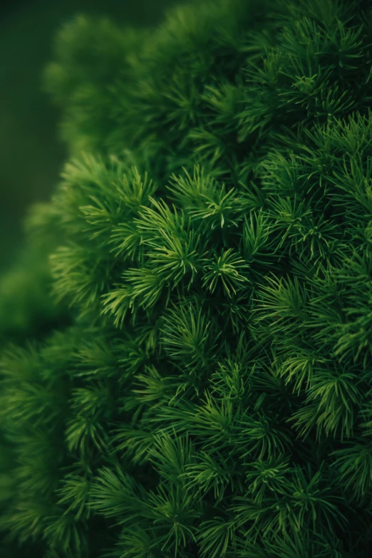 pine needles showing off bright green color