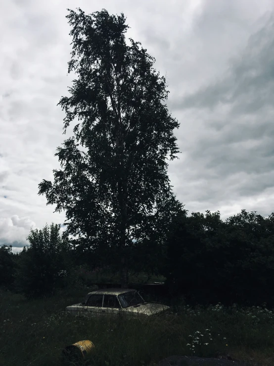 a single tree standing in a grassy field under a cloudy sky