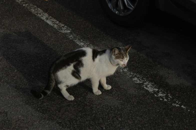 there is a cat standing in the street