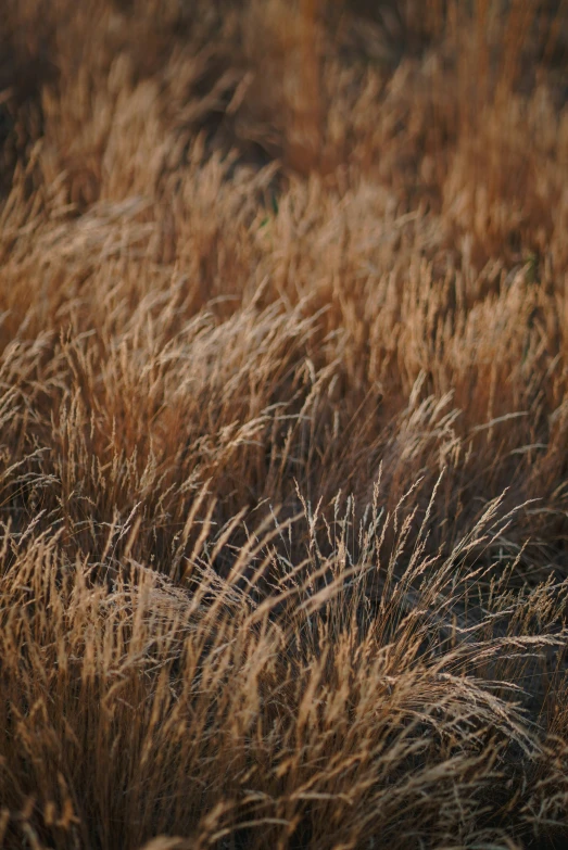 birds on a field near tall brown grass