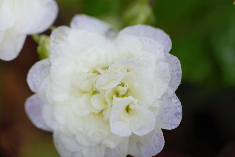 white flowers with water drops on them