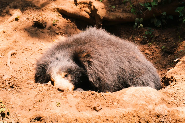 the bear has its head out of the hole in the dirt