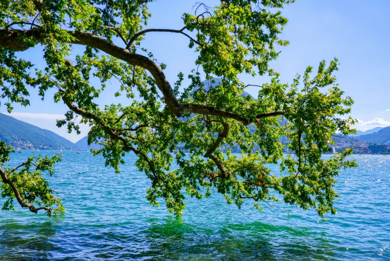 green leaves overhanging over a lake in the mountains