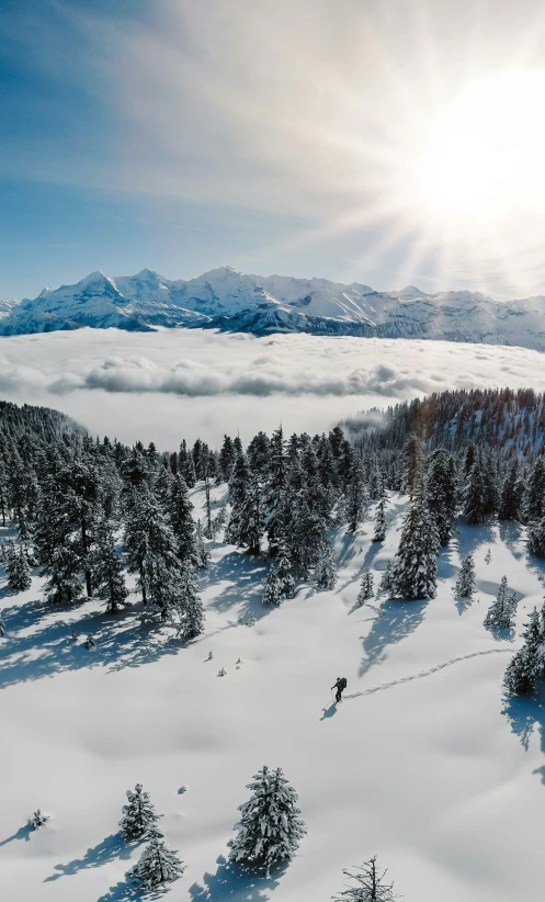 a snow covered landscape with fir trees