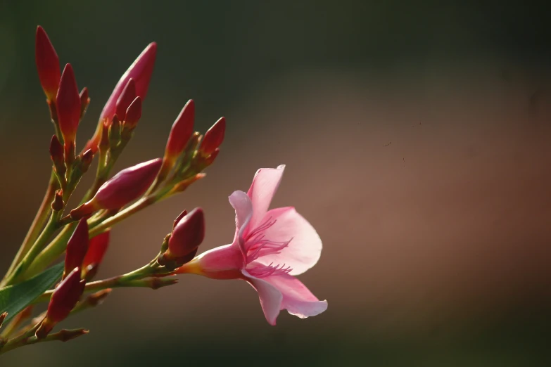 a single pink flower is pictured from behind