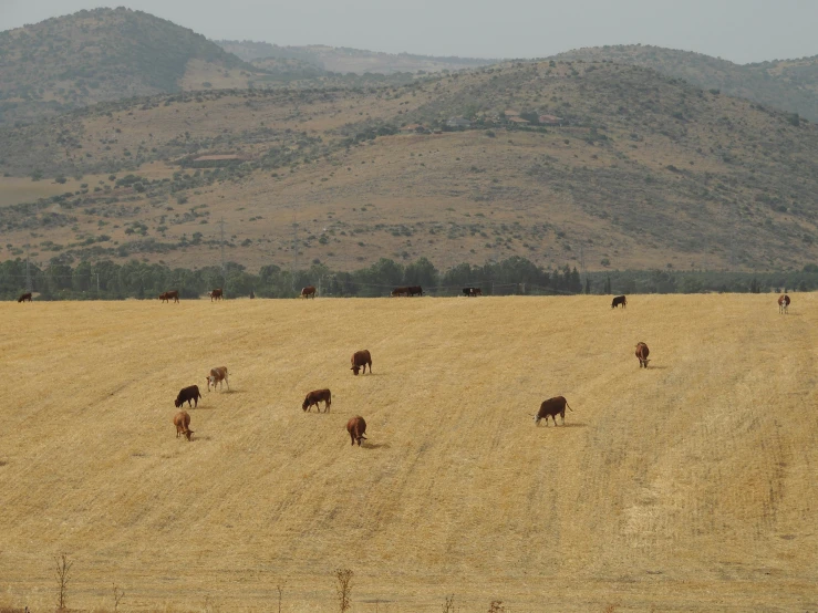 several cows on a large, dry yellow field