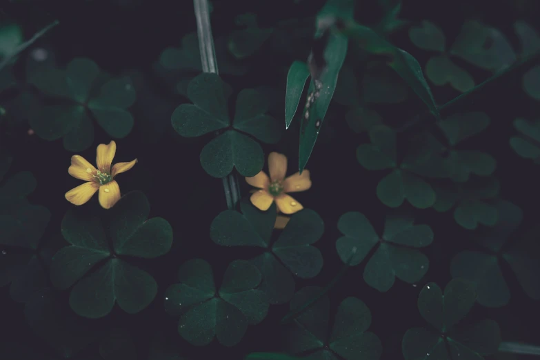 yellow and green flower are among many green leaves