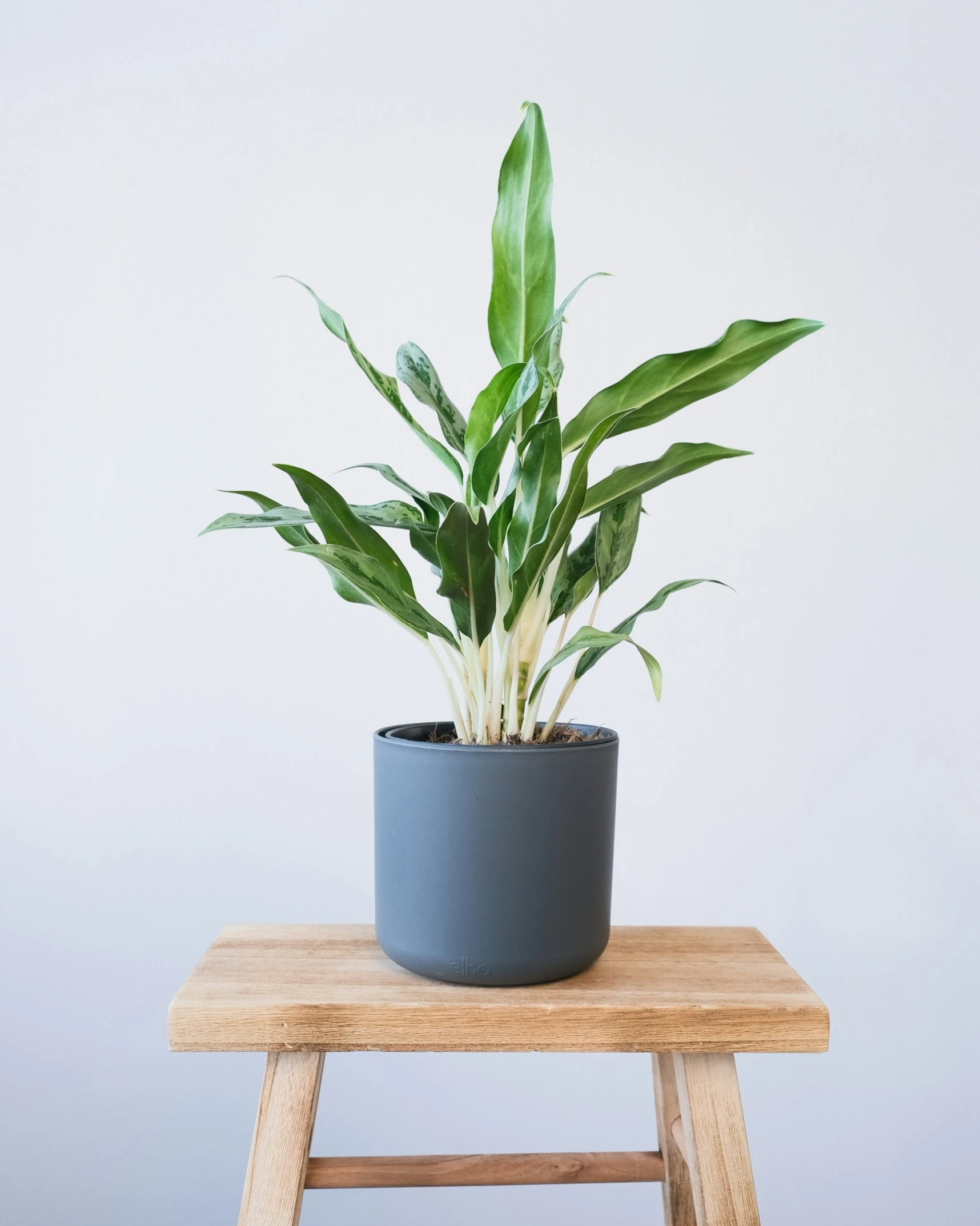 an image of a plant that is on top of a table