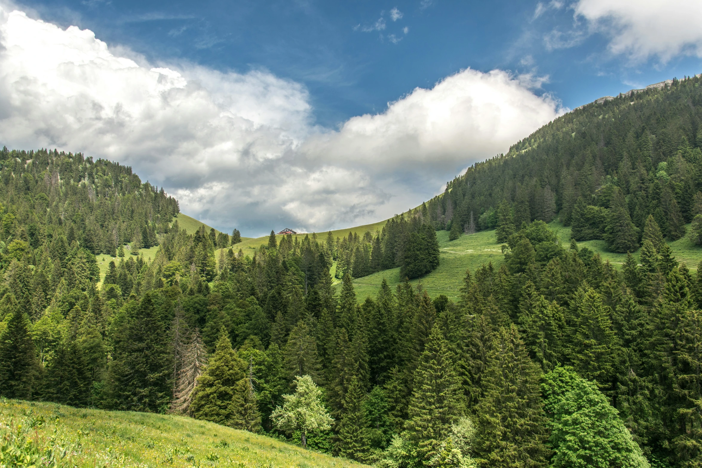 there are very tall trees next to the mountain