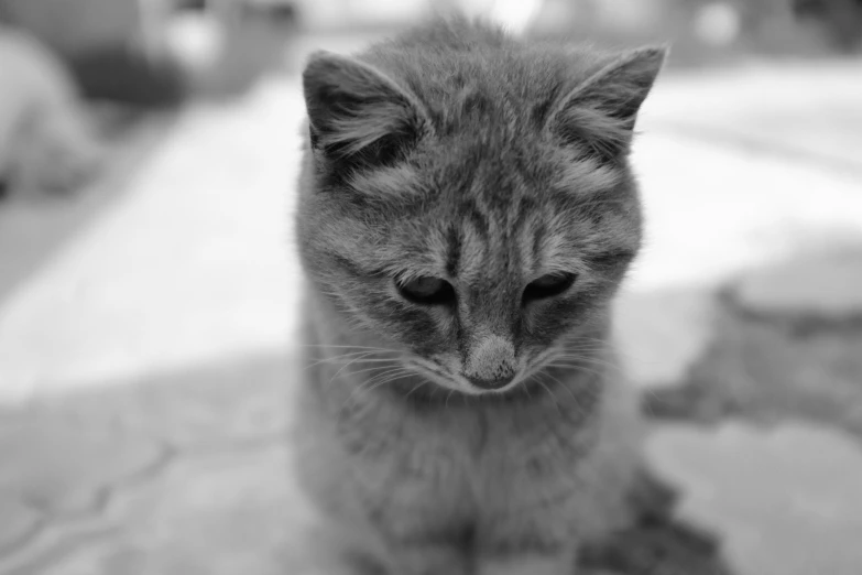 a black and white picture of a cat sitting on the floor