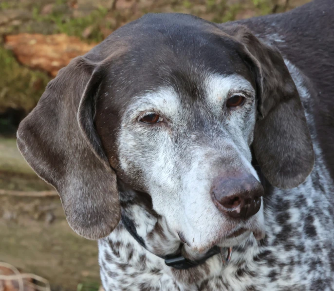 a black, white and grey dog standing by a tree