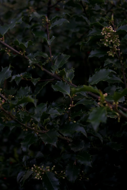 the leaves on the tree are showing through the lens