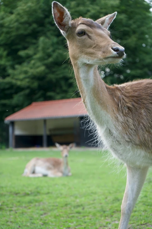 an animal that is standing in the grass