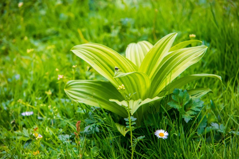 a green plant in the middle of a green grass field