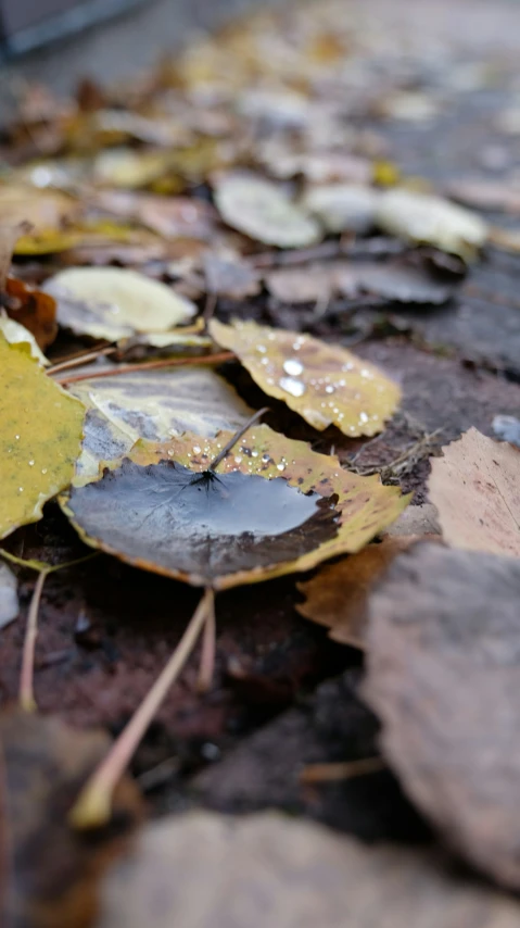 close up picture of leaves and dirt on the ground