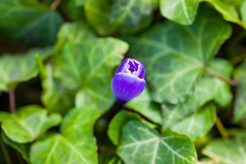 a flower with purple petals is growing through green leaves