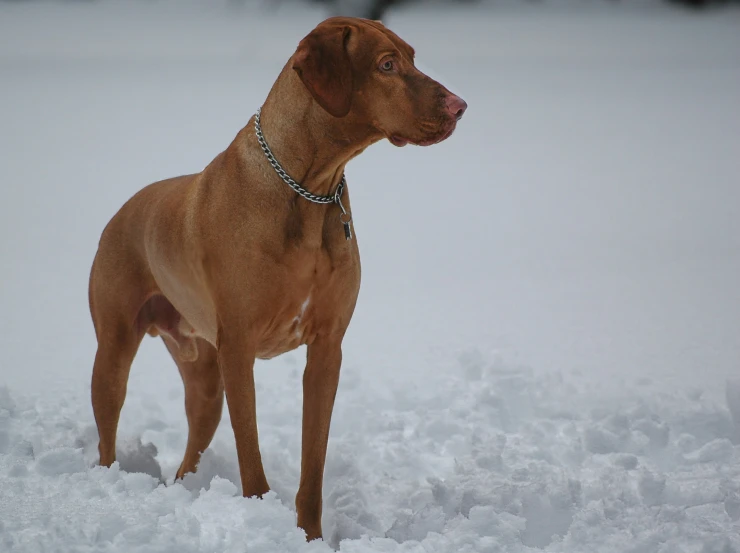 a very cute dog in the snow with some things around