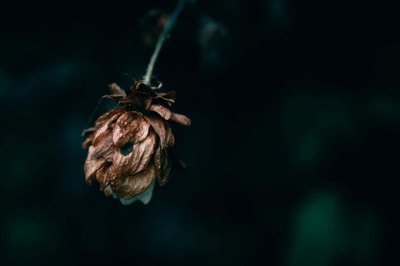 a single flower hangs on a tree limb