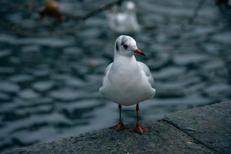 a bird sits on the edge of a ledge