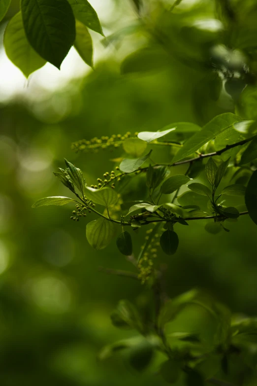 green leaves and a green bird on the tree nch