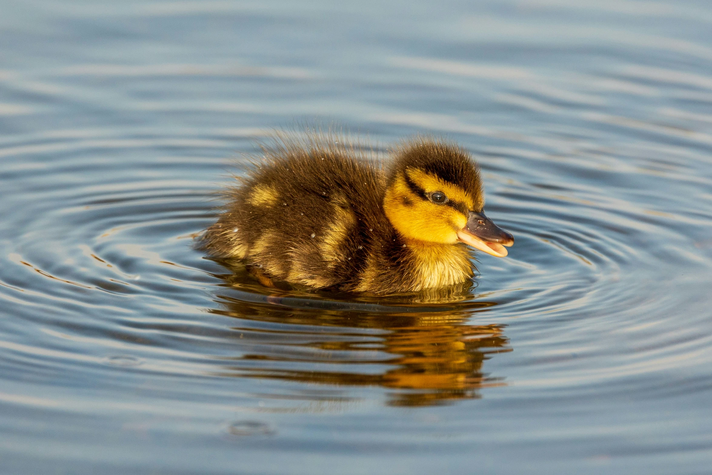 the baby duck is in the small pond