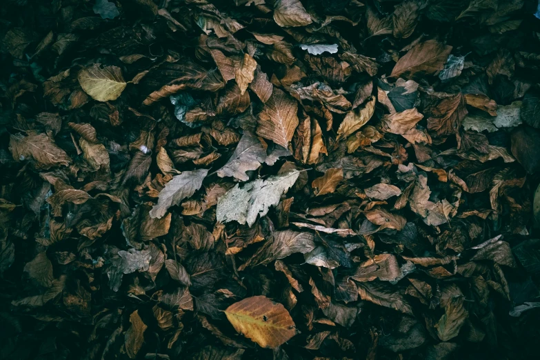 several leaves in various shapes and sizes are scattered around