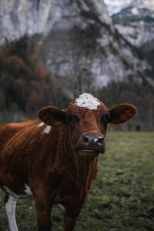 a brown cow standing on top of a grass field