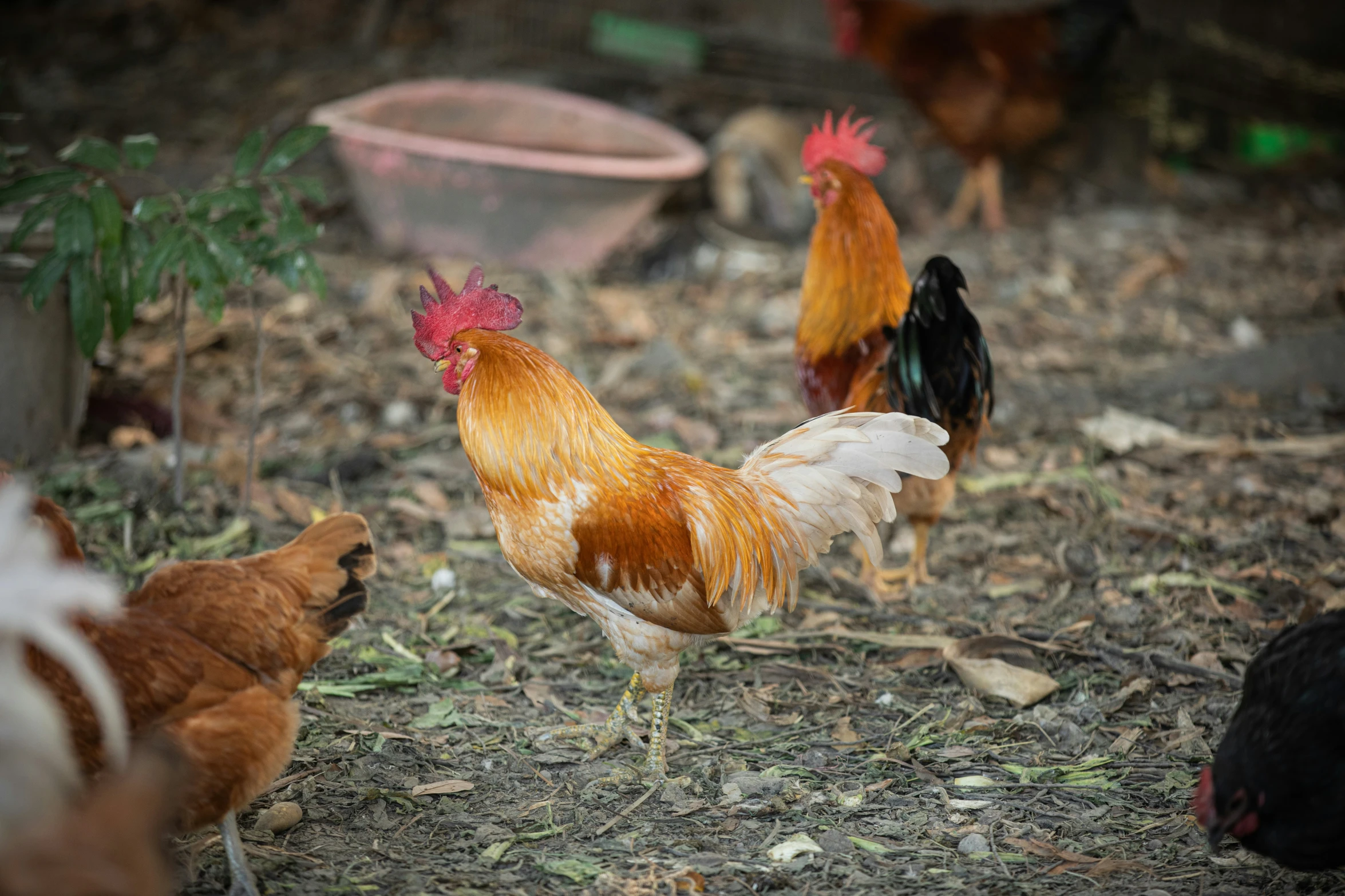 three chickens on a farm with a pink bowl