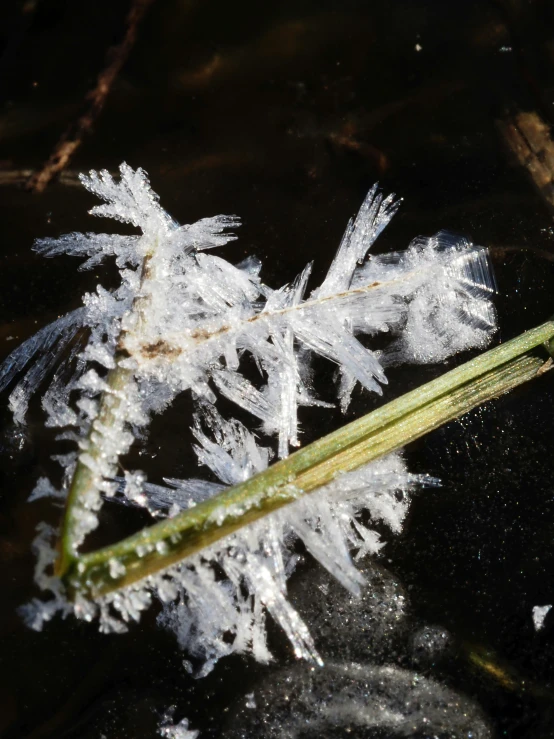 closeup image of a plant with icy snow on it