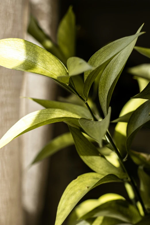 a green bush with leaves in the sunlight