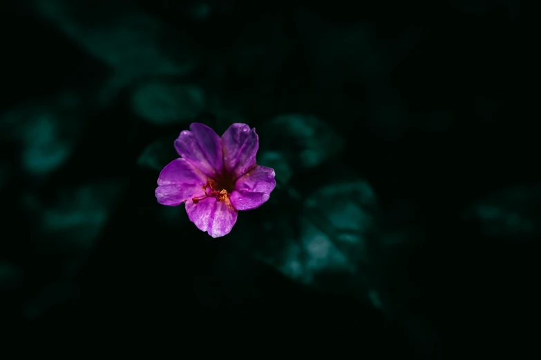 purple flower in dark room, with dark background