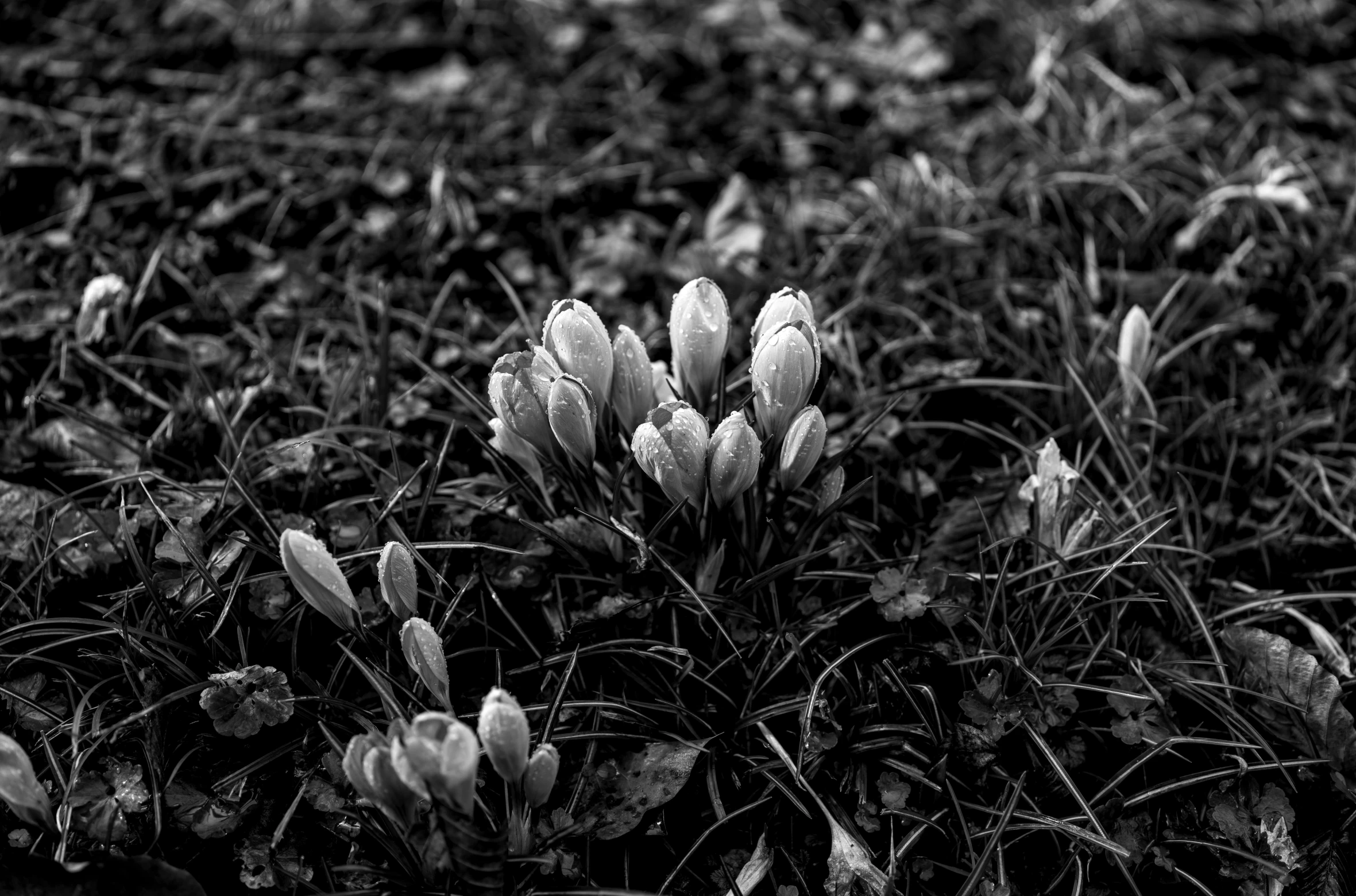 a very pretty flower near some grass in a field