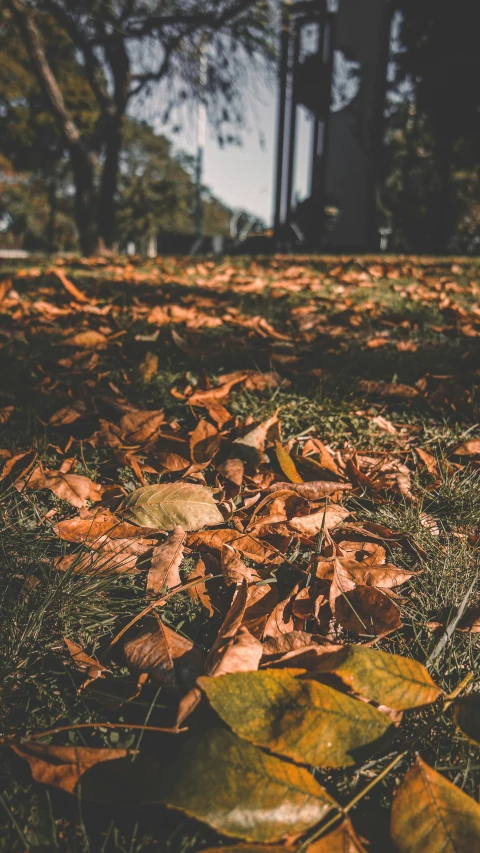 a pile of leaves and grass under a lamp post