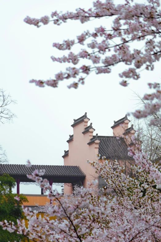 a building with some cherry blossoms on the tree