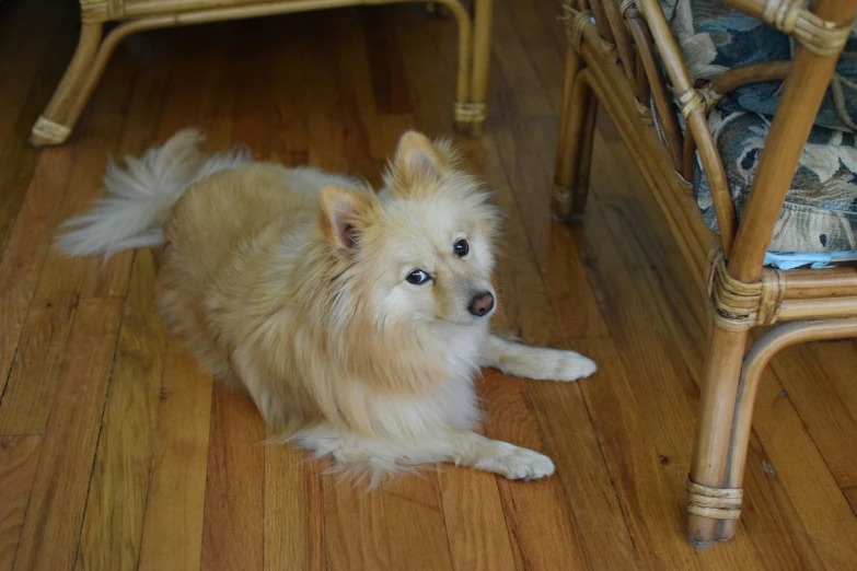 a small tan dog sitting on a wooden floor in front of a chair