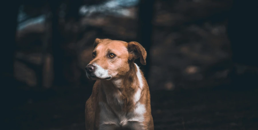 a dog in the woods looks forward