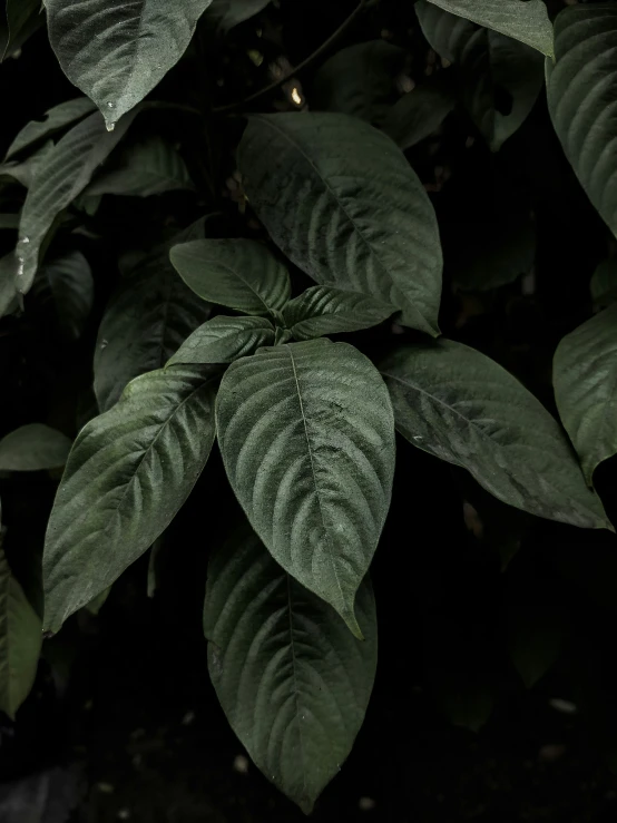 large green leaves on tree near street light