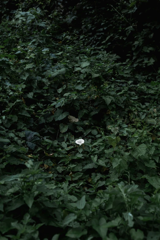 a small white object that is in the grass