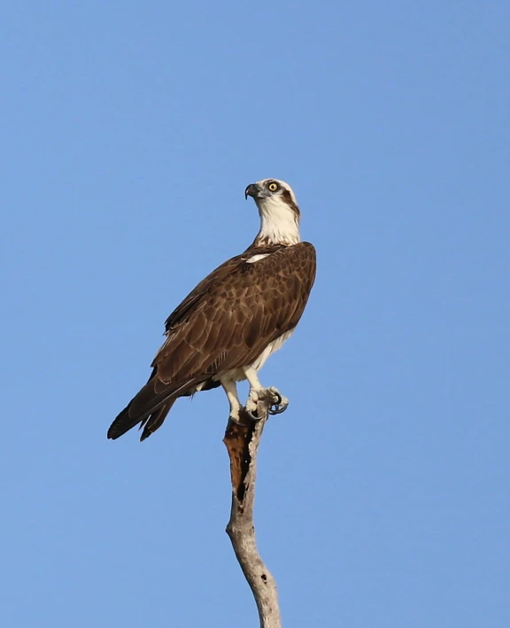 an ospregus sitting on top of a nch of a tree