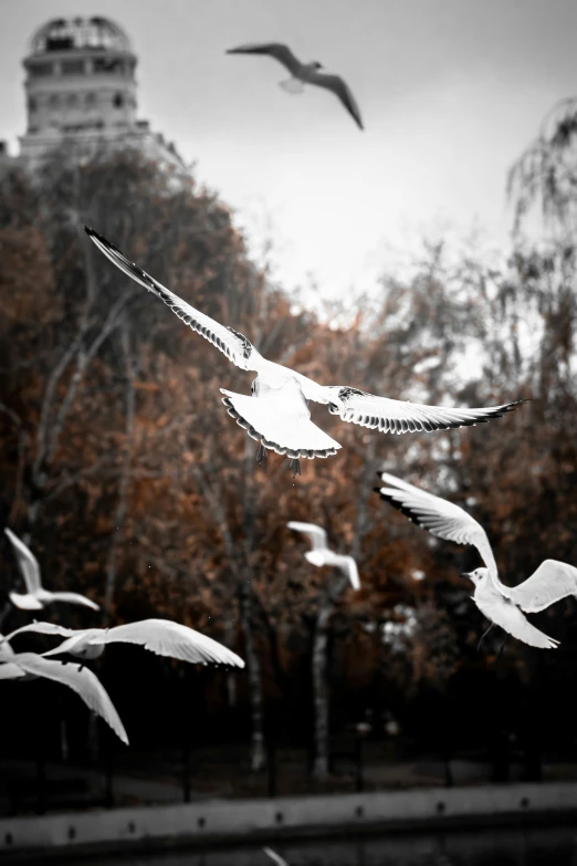 a flock of white birds flying near a large building